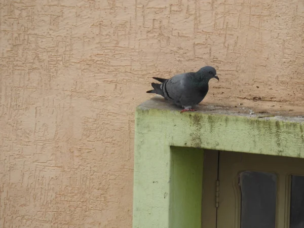 灰色の鳩が建物の上に座っていた — ストック写真