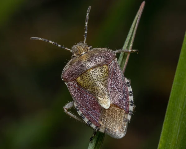 Närbild Slemkryp Uppe Grön Vass — Stockfoto