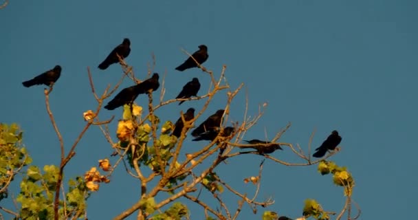 Una Bandada Cuervos Encaramados Ramas Árboles Día Soleado Ventoso — Vídeos de Stock