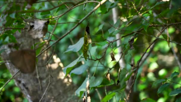 Side Visning Blad Træ Roterende Fred Naturen – Stock-video