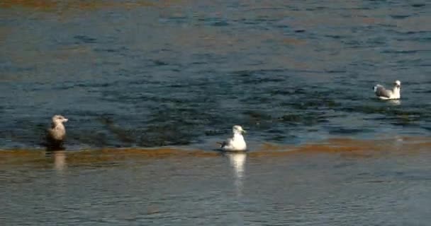 Lindas Gaviotas Agua Mar Orilla Día Soleado — Vídeos de Stock