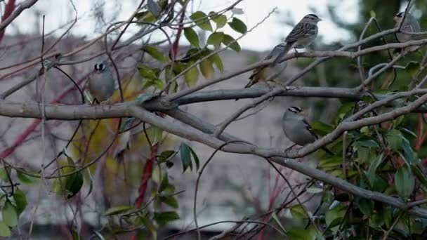 Carino Uccelli Ramo Albero Giorno Estate — Video Stock