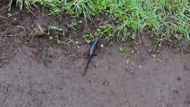 Ein Blick Von Oben Auf Einen Boden Kriechenden Salamander Aus — Stockvideo
