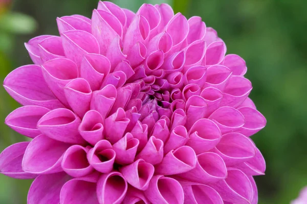 満開のピンク色のダリアの花の背景がぼやけている — ストック写真