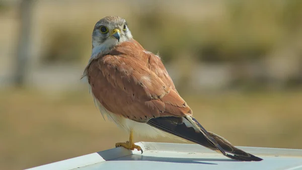 Egy Közeli Felvétel Egy Nankeen Kestrel Ről Egy Épület Párkányán — Stock Fotó