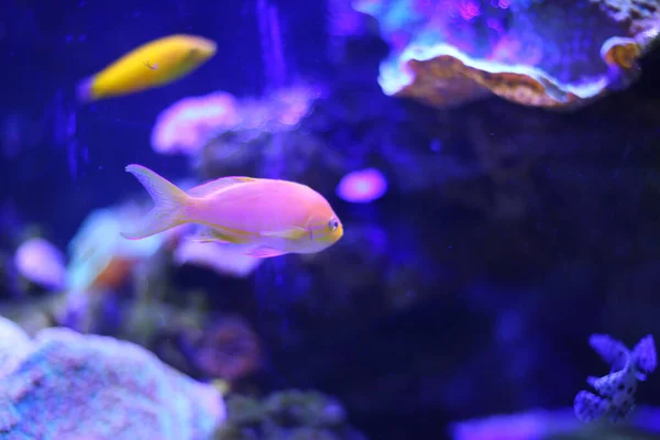 Een Close Shot Van Kleurrijke Vissen Zwemmen Het Aquarium — Stockfoto