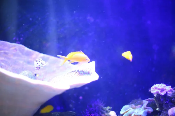 Eine Nahaufnahme Von Bunten Fischen Die Aquarium Schwimmen — Stockfoto