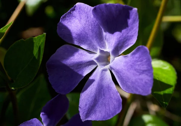 Vacker Bild Lila Bigleaf Periwinkle Vinca Major Blomma — Stockfoto