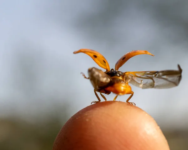 Eine Nahaufnahme Eines Gelben Marienkäfers Mit Flügeln Der Fingerspitze — Stockfoto