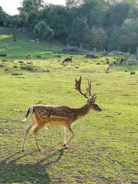 Tiro Perto Veado Uma Floresta — Fotografia de Stock