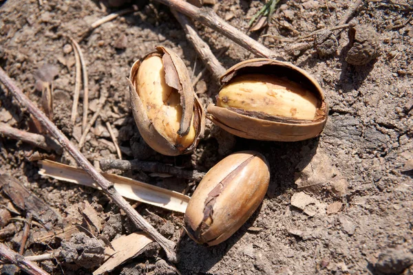 Drie Eikels Eiken Grond — Stockfoto