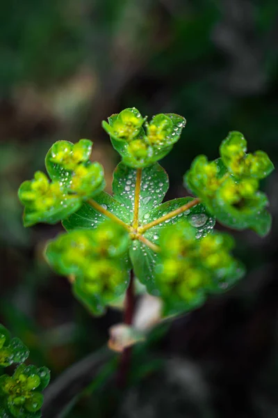 Ярко Зеленое Растение Капельками Воды Дождливый День — стоковое фото