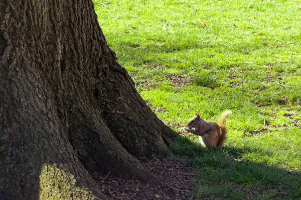 Écureuil Mangeant Central Park Par Une Matinée Ensoleillée Printemps Inconscient — Photo