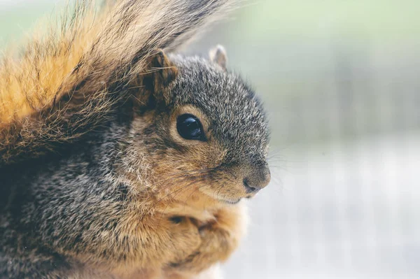 Eine Nahaufnahme Eines Entzückenden Eichhörnchens — Stockfoto