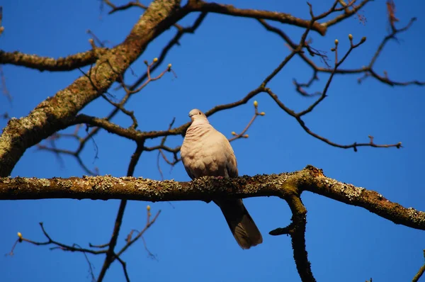 黄昏的阳光下 树上的白鸽 求爱的男人 — 图库照片
