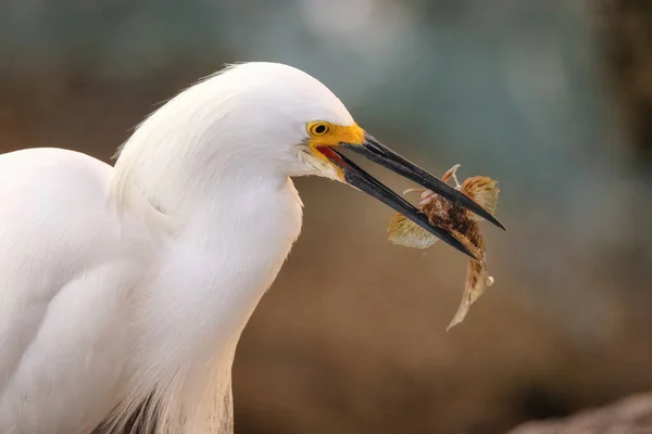 Closeup Shot Wild Egret Eating Fish Florida Usa — Stock Photo, Image