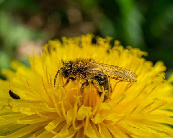 Een Closeup Van Een Bij Zamelend Stuifmeel Een Gele Paardebloem — Stockfoto