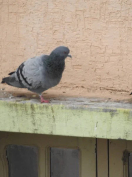 建物の壁に座っている美しい灰色の鳩のぼやけたショット — ストック写真