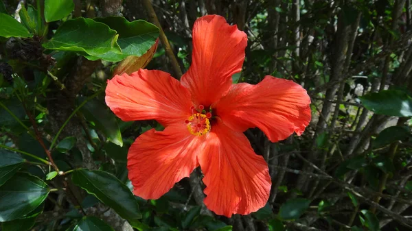 Plan Rapproché Une Fleur Hibiscus Rouge Arrière Plan Feuilles Arbres — Photo