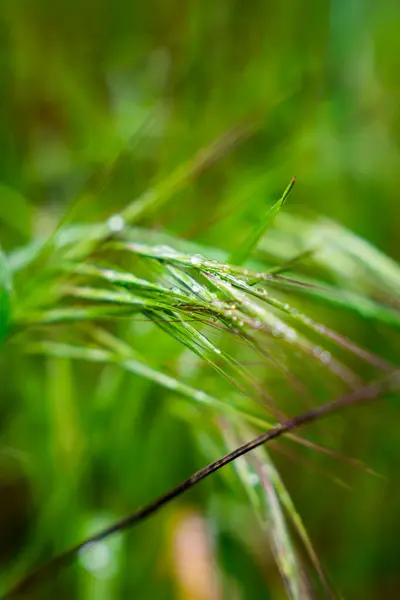 Zbliżenie Zielonych Liści Roślin Kroplami Wody Deszczowy Dzień — Zdjęcie stockowe