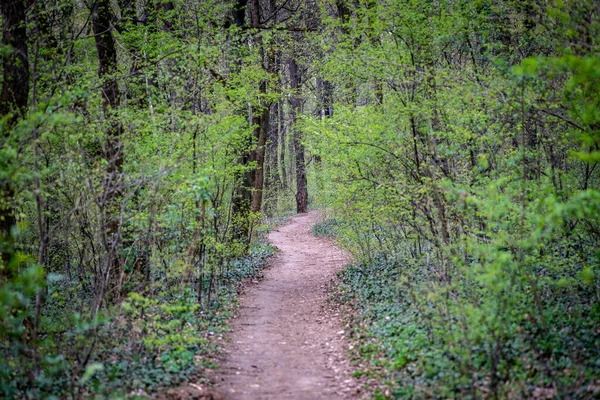 Piękny Widok Ścieżkę Otoczoną Drzewami Lesie — Zdjęcie stockowe