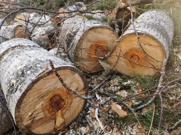 Eine Nahaufnahme Von Geschnittenen Holzstämmen Wald — Stockfoto