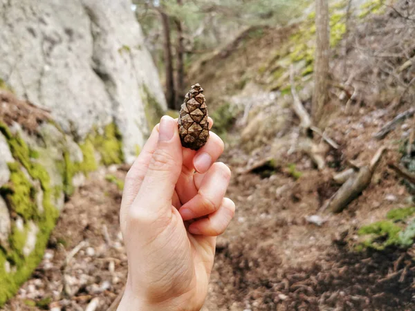 Nahaufnahme Einer Hand Die Einen Tannenzapfen Auf Einem Unscharfen Hintergrund — Stockfoto