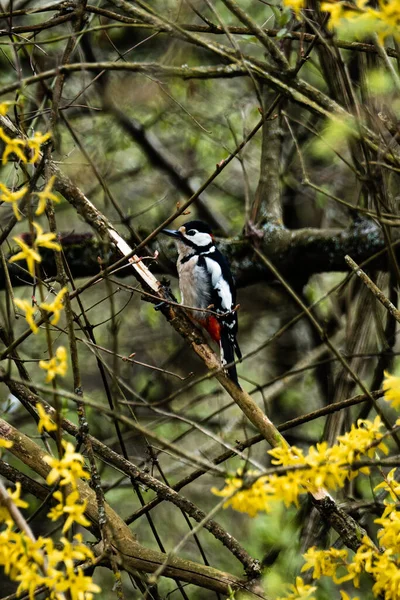 Pica Pau Sentado Uma Árvore Com Flores Amarelas Torno Dele — Fotografia de Stock