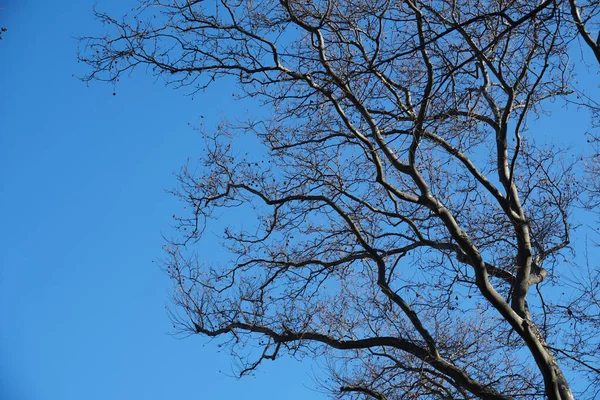 Låg Vinkel Skott Bara Träd Grenar Blå Himmel — Stockfoto