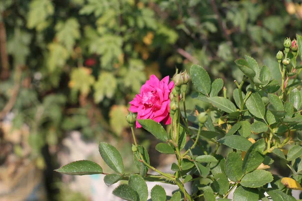 Tiro Close Uma Rosa Brilhante Crescendo Jardim — Fotografia de Stock