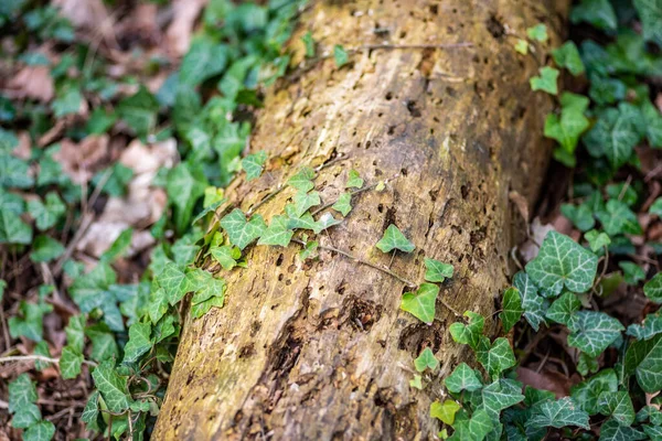 아이비 나무줄기의 선택적 — 스톡 사진