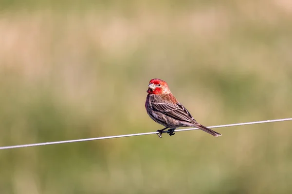 米国カリフォルニア州のワイヤーで歌う赤い頭の鳥のクローズアップショット — ストック写真