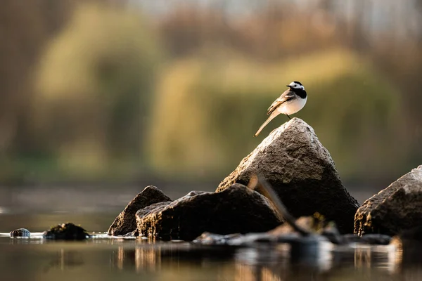 Πουλί Wagtail Βράχο Ρινόκερο Του Ποταμού Και Δέντρα Στο Παρασκήνιο — Φωτογραφία Αρχείου