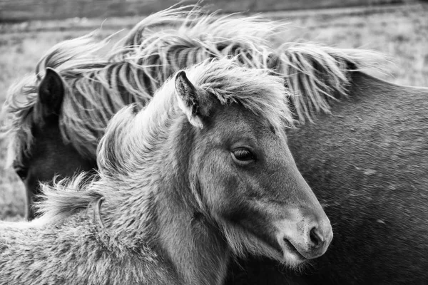 Uma Foto Tons Cinza Cavalo Islandês — Fotografia de Stock