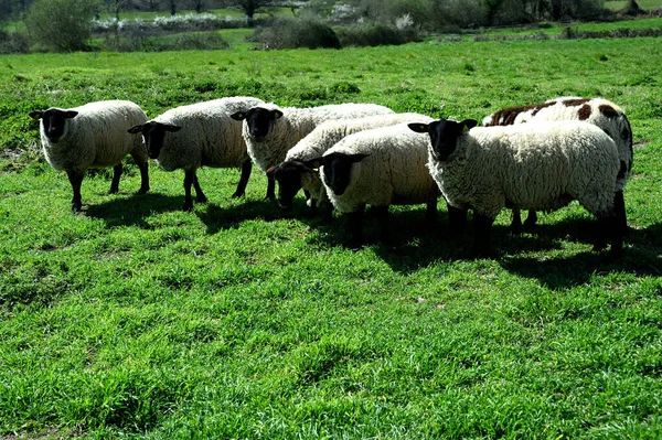 Manada Ovejas Centro Francia —  Fotos de Stock