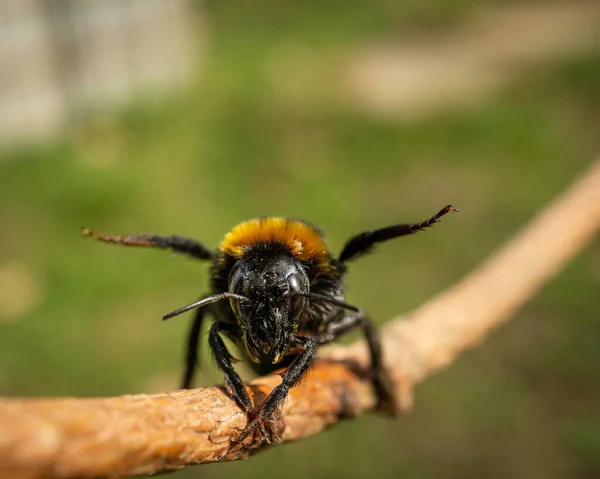 Nahaufnahme Einer Biene Auf Einem Ast Mit Bokeh Hintergrund — Stockfoto