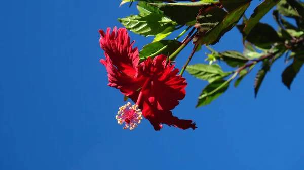 Beau Hibiscus Rouge Feuilles Vertes Sur Fond Bleu Ciel — Photo