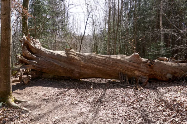 Ствол Распиленного Дерева Лесу — стоковое фото