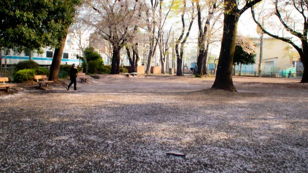 Beautiful Shot Spring Tree Blossom Petals Ground Park — стоковое фото