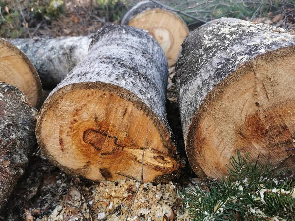 Eine Nahaufnahme Von Geschnittenen Holzstämmen Wald — Stockfoto