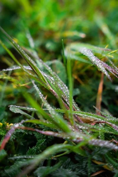 Green Purple Plants Water Drops Rainy Day — Stock Photo, Image