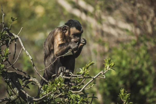 Närbild Kapucinapa Som Sitter Trädgren Tropisk Skog Och Äter Frukt — Stockfoto