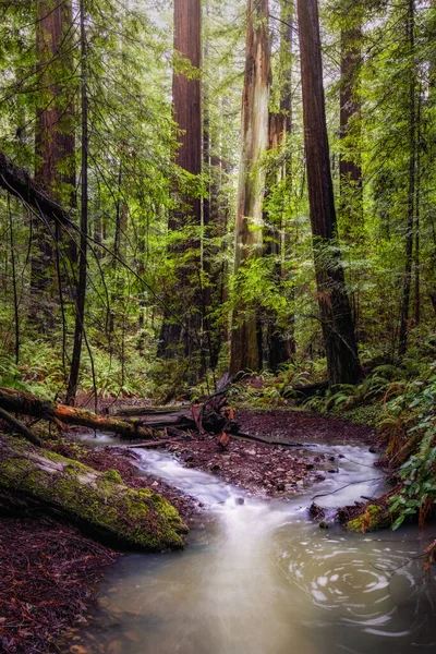 Vertical Shot Redwood Forest Northern California Usa — Stock Photo, Image