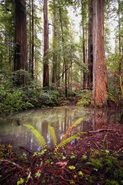 Tiro Vertical Uma Floresta Sequoias Norte Califórnia Eua — Fotografia de Stock