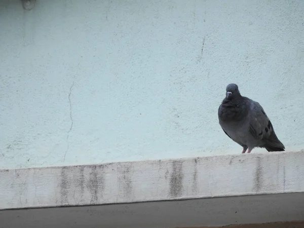 建物の壁に座っている灰色の鳩のクローズアップ — ストック写真