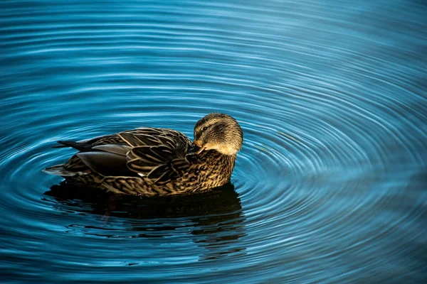 Una Hermosa Vista Pato Flotando Lago — Foto de Stock