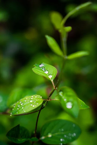 Primer Plano Las Hojas Plantas Verdes Con Gotas Agua Día — Foto de Stock