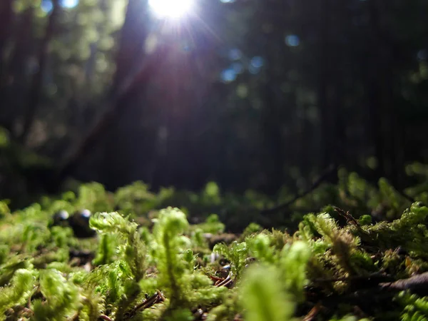 Sluneční Paprsky Vykukující Skrz Šaty Lese Zářící Maličkém Mechu — Stock fotografie