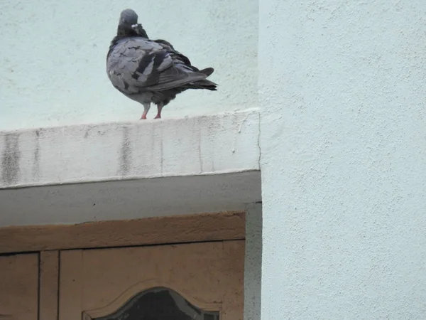 Een Close Van Een Grijze Duif Het Gebouw — Stockfoto