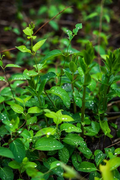 Hojas Plantas Verdes Con Gotas Agua Cerca Día Lluvioso —  Fotos de Stock